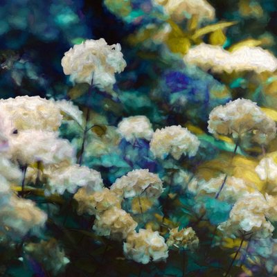 Himmlische Hortensien von Helen White