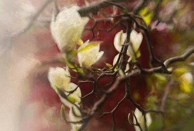 Magnolie, 2018 von Helen White