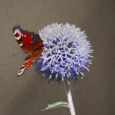 Pfau auf blauer Distel, 2018 von Helen White