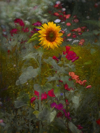 Sonnenkönig, 2019 von Helen White