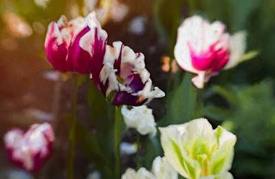 Tulpenbeet, 2019 von Helen White