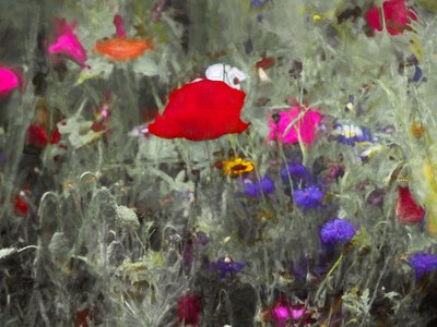 Wild, 2019 von Helen White