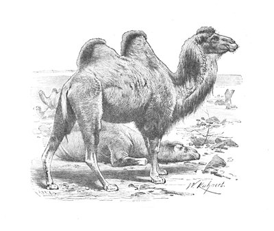 Baktrisches Kamel, ca. 1900 von Helena J. Maguire