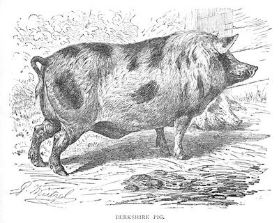 Berkshire-Schwein von Helena J. Maguire