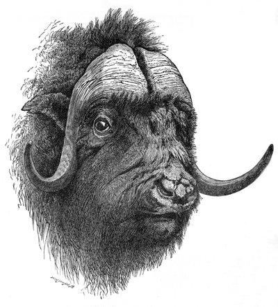 Moschusochse, um 1900 von Helena J. Maguire