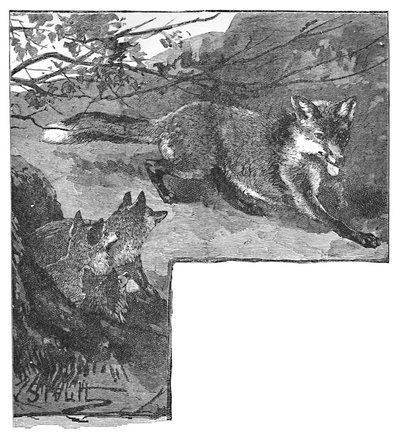 Die Füchsin und ihre Jungen, ca. 1900 von Helena J. Maguire