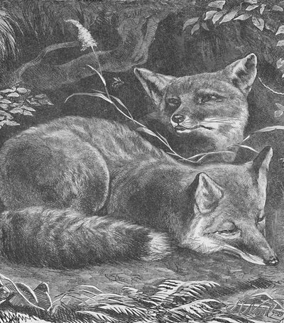 Der Fuchs zu Hause von Helena J. Maguire