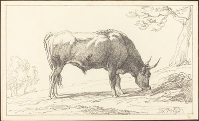 Ein junger Stier beim Grasen von Hendrik Voogd