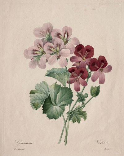 Geranie, 1827 von Pierre Joseph Redouté