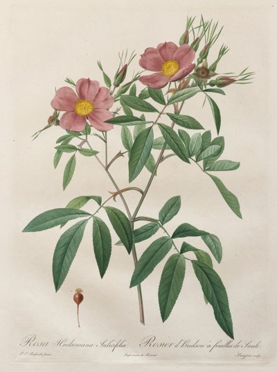 Les Roses: Rosa Hudsoniana Salicifolia, 1817-1824 von Pierre Joseph Redouté