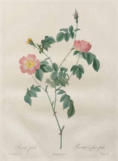 Die Rosen: Rosa indica, 1817-1824 von Pierre Joseph Redouté