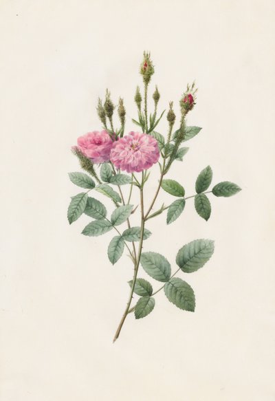 Rosa Pomponiana Muscosa, 1817-1824 von Pierre Joseph Redouté