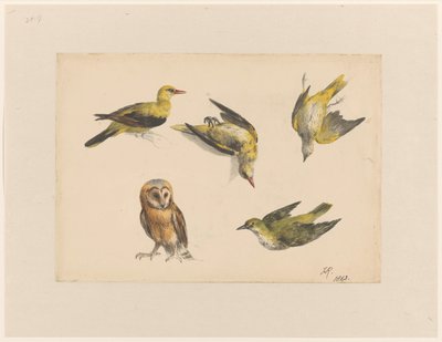 Studien einer Eule und zwei Pirolen von Henriëtte Ronner