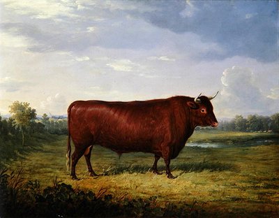 Porträt eines braunen Stiers von Henry Calvert
