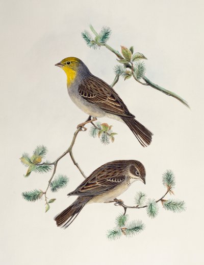 Emberiza cinerea, aus Birds of Asia von Henry Constantine Richter
