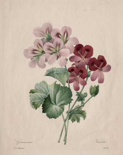 Geranie von Henry Joseph Redouté
