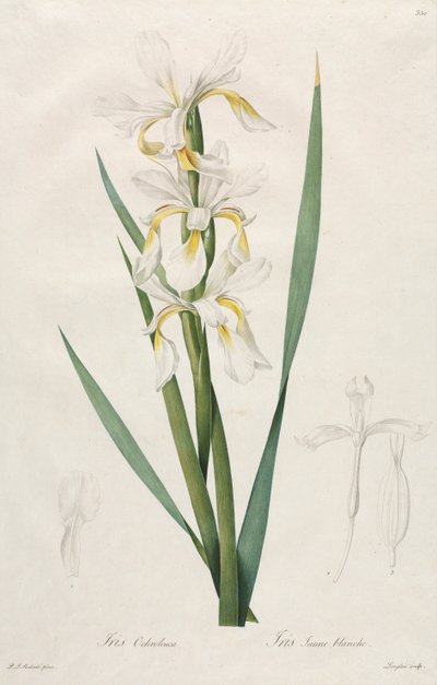 Goldband-Schwertlilie von Henry Joseph Redouté