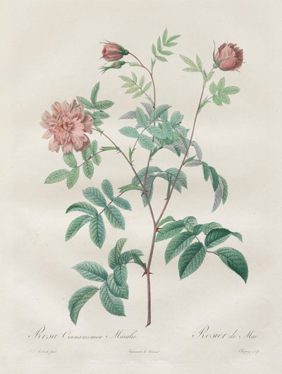 Die Rosen: Rosa cinnamomea von Henry Joseph Redouté