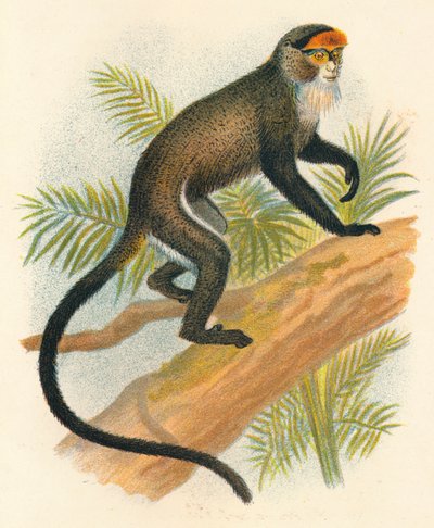 De Brazzas Meerkatze, 1897 von Henry Ogg Forbes
