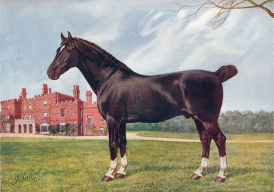 Hackney-Hengst Danegelt, ca. 1905-1910 von Henry Powell Palfrey