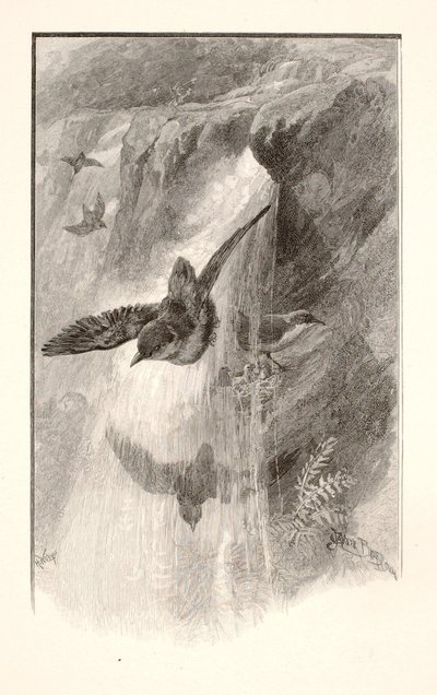 Der Vogel, der in Wasserfällen lebt von Henry Wolf