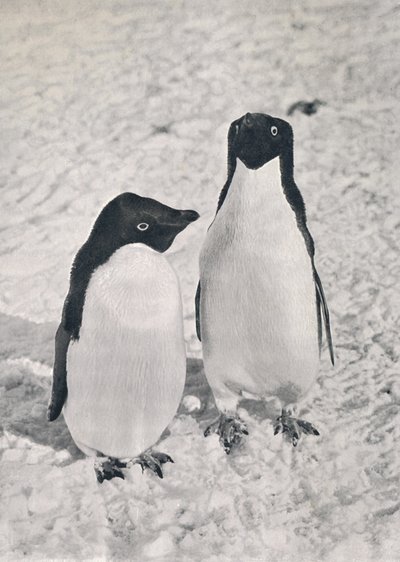 Ein Paar Adélie-Pinguine, ca. 1911, 1913 von Herbert Ponting