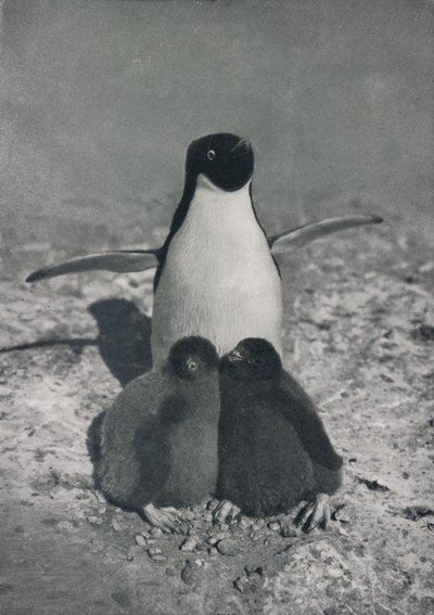 Eine stolze Mutter, ca. 1911, 1913 von Herbert Ponting