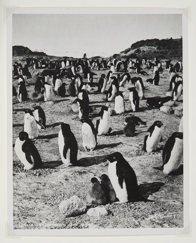 Adeliepinguine am Kap Royds von Herbert Ponting