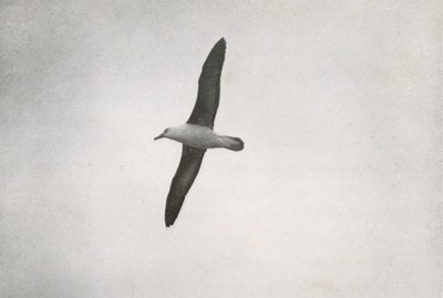 Albatros im Flug von Herbert Ponting