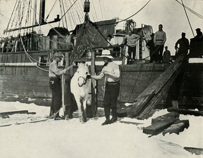 Entladen der Ponys, ca. 1910-1913, 1913 von Herbert Ponting