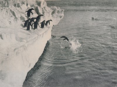 Pinguine tauchen, um 1911, 1913 von Herbert Ponting