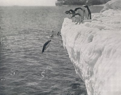 Tauchende Pinguine, ca. 1911, 1913 von Herbert Ponting