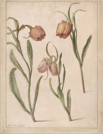 Studie von drei Schachbrettblumen, 1683 von Herman Saftleven the Younger