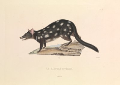 Der Waschbär-Dasyure von Hyacinthe Yves Philippe (1781 1846) Potentien