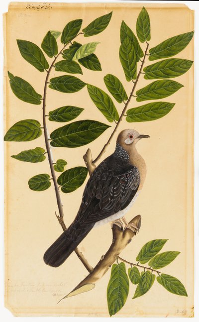 Eine Turteltaube von Indian School
