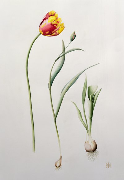 Papageientulpe, 1995 von Iona Hordern