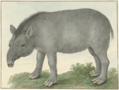 Tapir von Isaac van Haastert