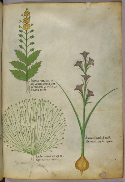 Botanische Illustration, um 1440 von Italian School