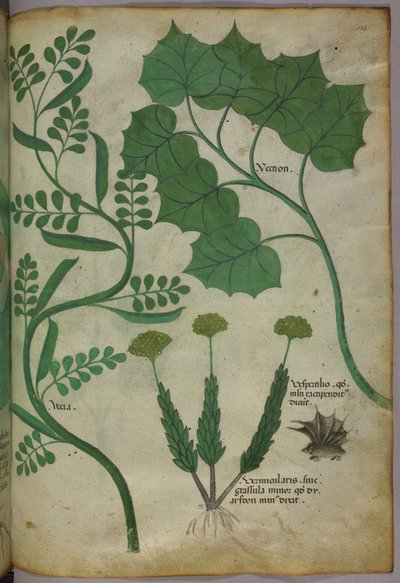 Botanische Illustration, um 1440 von Italian School