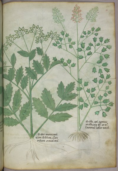 Botanische Illustration, ca. 1440 von Italian School