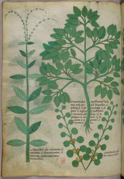 Botanische Illustration, ca. 1440 von Italian School