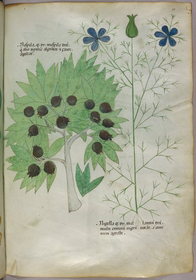 Botanische Illustration, ca. 1440 von Italian School