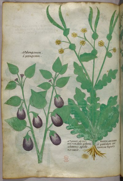 Botanische Illustration, ca. 1440 von Italian School