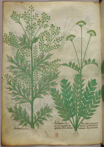 Botanische Illustration, ca. 1440 von Italian School