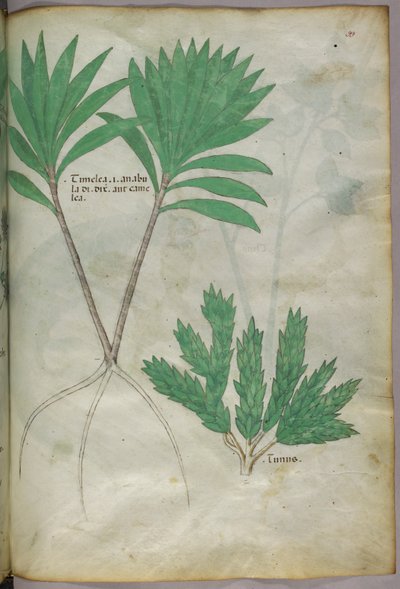 Botanische Illustration, ca. 1440 von Italian School