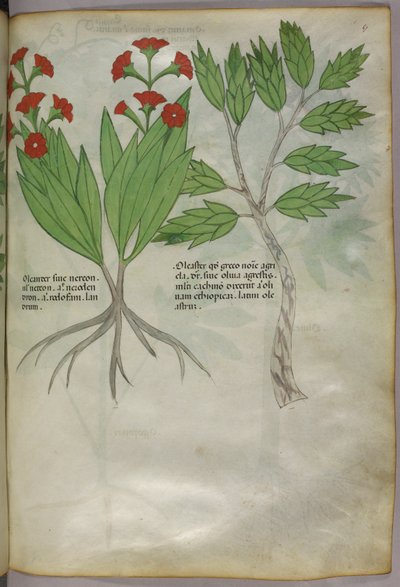 Botanische Illustration, ca. 1440 von Italian School
