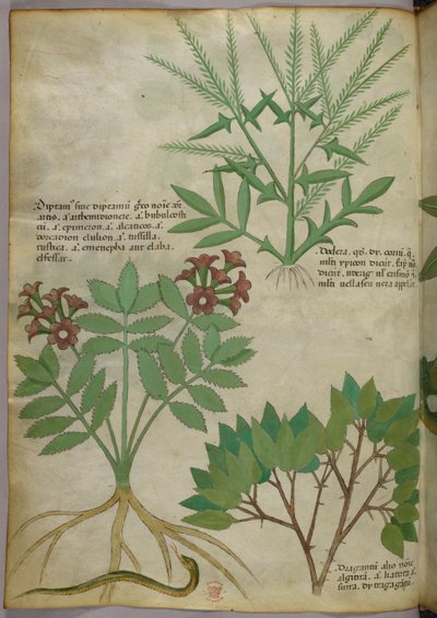 Botanische Illustration, ca. 1440 von Italian School