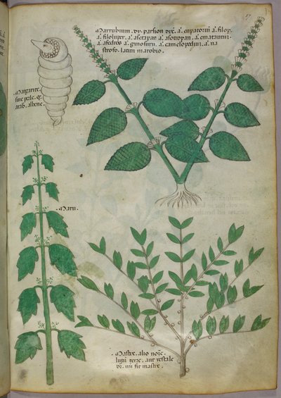 Botanische Illustration, um 1440 von Italian School