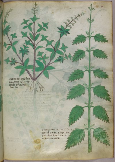 Botanische Illustration, um 1440 von Italian School