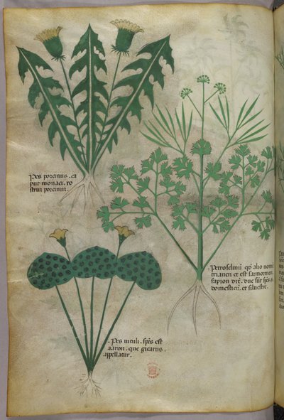 Botanische Illustration, um 1440 von Italian School